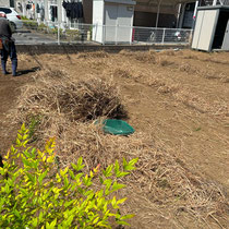 約2週間後、枯草を撤去します。