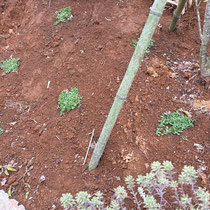 手入れが難しい斜面は土の流出防止と雑草対策を兼ねて、グランドカバー植物の「クラピアK7」を植えこみました。夏にかけてどんどん緑が広がっていくと思います。