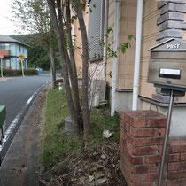 大きくなりすぎた植物と地面に露出した根を撤去して、メンテナンスがかからないようにします。