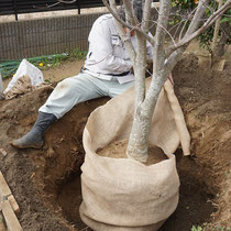 人力による掘り取り作業。しっかり根巻して最適な季節に移植をしました。