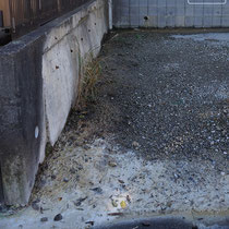 駐車スペースのお隣様沿いには、硫黄のような水が高い土壌からしたたってきていました。