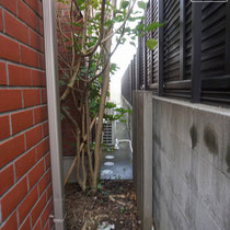以前はカクレミノが植えこまれていました。既存列柱もオイルステインで塗装します。