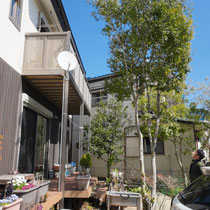 大きくなりすぎたシラカシ、ご自身では手に負えないとの事で相談をいただきました。