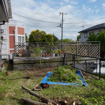 クレーンとユンボを駆使して、巨木群を伐根していきます。