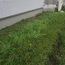玄関と庭の間につづく通路も、雑草で覆われています。