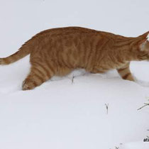 Atis chat dans la neige