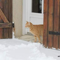 Atis chat trouve la neige froide!