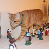 le chat au pays des santons!