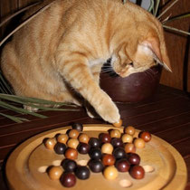 le chat joue