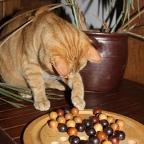 le chat essaye encore