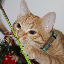 Noël, ça sent bon Noël...