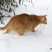 Chat roux dans la neige.