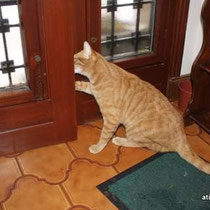 Atis Chat ouvre la porte