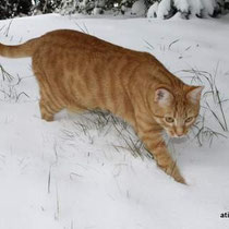 Neige froide et chat roux.