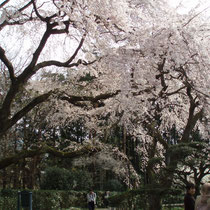 秩父宮記念公園　枝垂れ桜