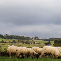 Schafe in Driedorf