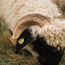 Walliser Schwarznasen Schafe