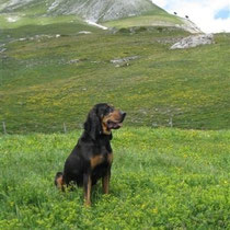 Jura Laufhund "Castor" Varneralp 2008 / Ernst Rychen, Varen