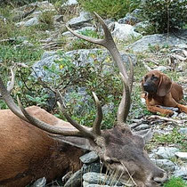 Efolgreiche Nachsuche - Theler Josef / Wildhüter