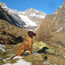 Baltschiedertal - Bodenmann Roman