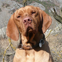 Magyar Vizsla - Schliecker Hans