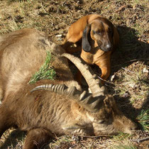 Am erlegten Steinbock - Bodenmann Roman