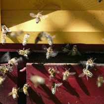 apiculture grenoble