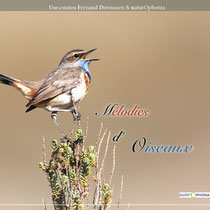 MELODIES D'OISEAUX