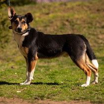 Bambi,Mischlingsrüde, geb ca 11/2023
