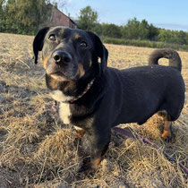 Fester,Mischlingsrüde, geb ca 2019