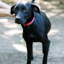 Coco,Mischlingshündin,geb 08/2024