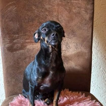 Iskierka, Mischling (Chihuahua?) , geb ca 2018/2019