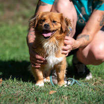 Rejko,kleiner  Mischlingsrüde, geb ca 09/2022