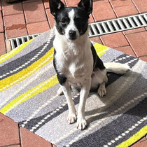 Rubi,Mischlingshündin,geb. ca 2022