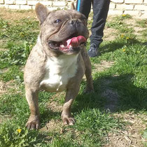 Paco,französische Bulldogge, geb ca 2020