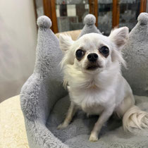Quini,Chihuahua, geb ca.2021