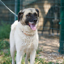 Marina,Mischlingshündin,geb ca 01.01.2021