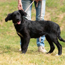 Maribel, Flat Coated Retriever Mischling, geb. ca. 10/2024