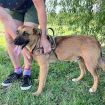 Jack,Mischlingsrüde, geb ca 05/2024