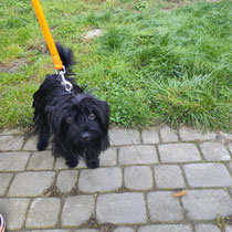 Preston,kleiner Mischlingsrüde, geb ca 2020