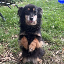 Perla,kleine Mischlingshündin,geb ca 2018