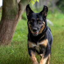 Pola,Schäferhundmischlingshündin,geb ca 2015