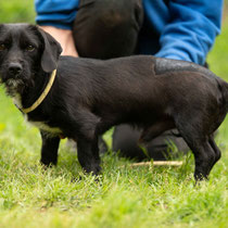 Onyx,Dackelmischling, geb ca 11/2023