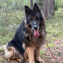 Orka,Altdeutscher Schäferhund, geb ca 2015