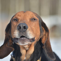 Roland,polnischer Jagdhund, geb ca 2019