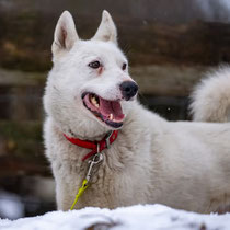 Snieszka,Mischling (evtl.Huskymix),geb ca 2021