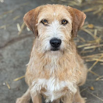 Quasar,Mischlingsrüde, geb ca 10/2021