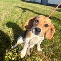 Sindre,Beaglerüde, geb ca 06/2022