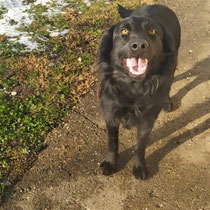Luna,Retrievermischling, geb ca 12/2022