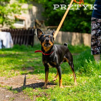 Prztyk, Pinscher (Mix), geb ca 2020/2021